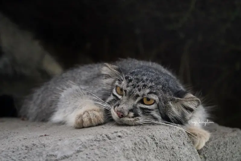 神戸どうぶつ王国のナルの写真