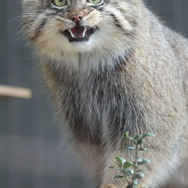 東山動植物園のヤスの写真