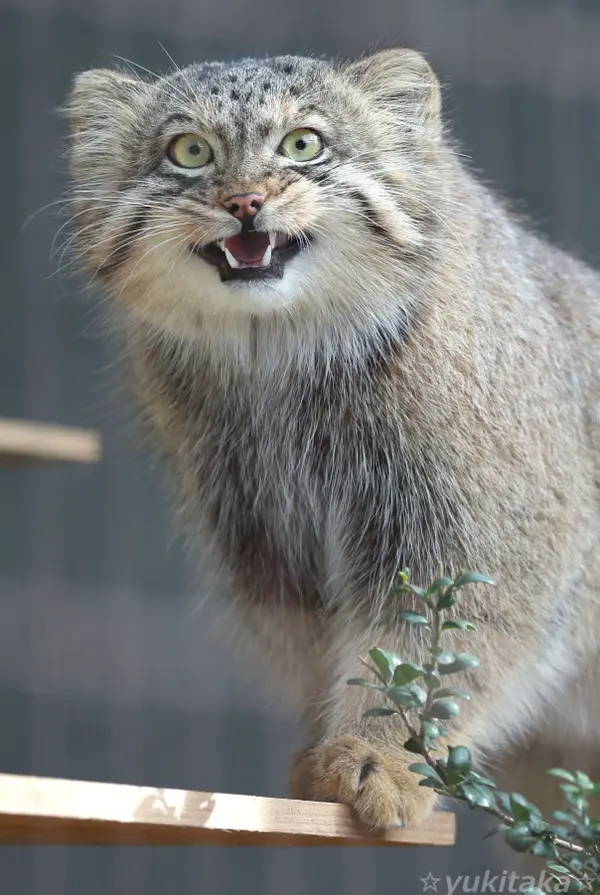 東山動植物園のヤスの写真