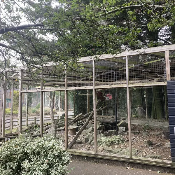バナム動物園のマヌルネコの写真