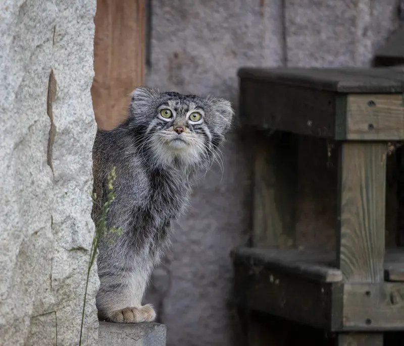 モスクワ動物園のティモフェイの写真