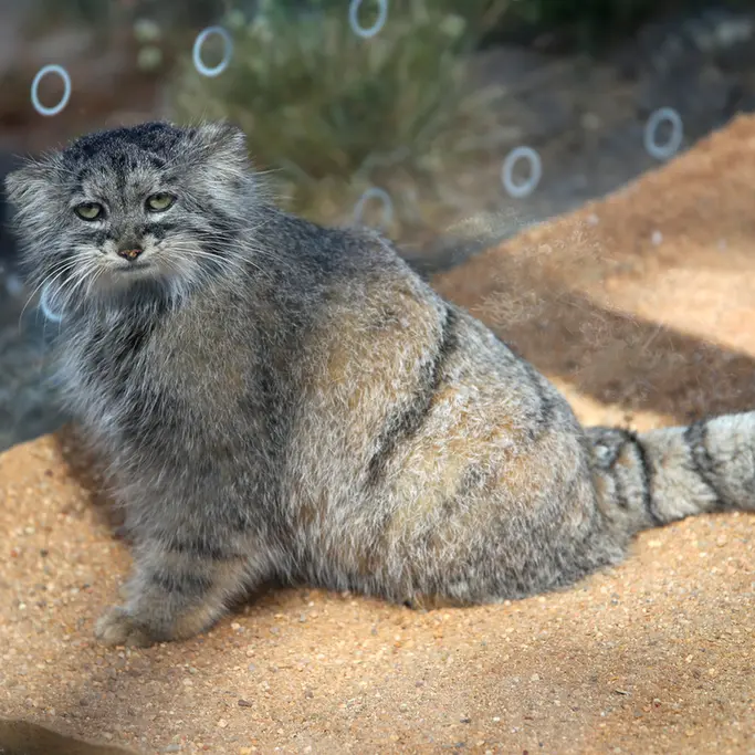 プラハ動物園のプリンセッサの写真