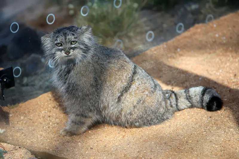 プラハ動物園のプリンセッサの写真