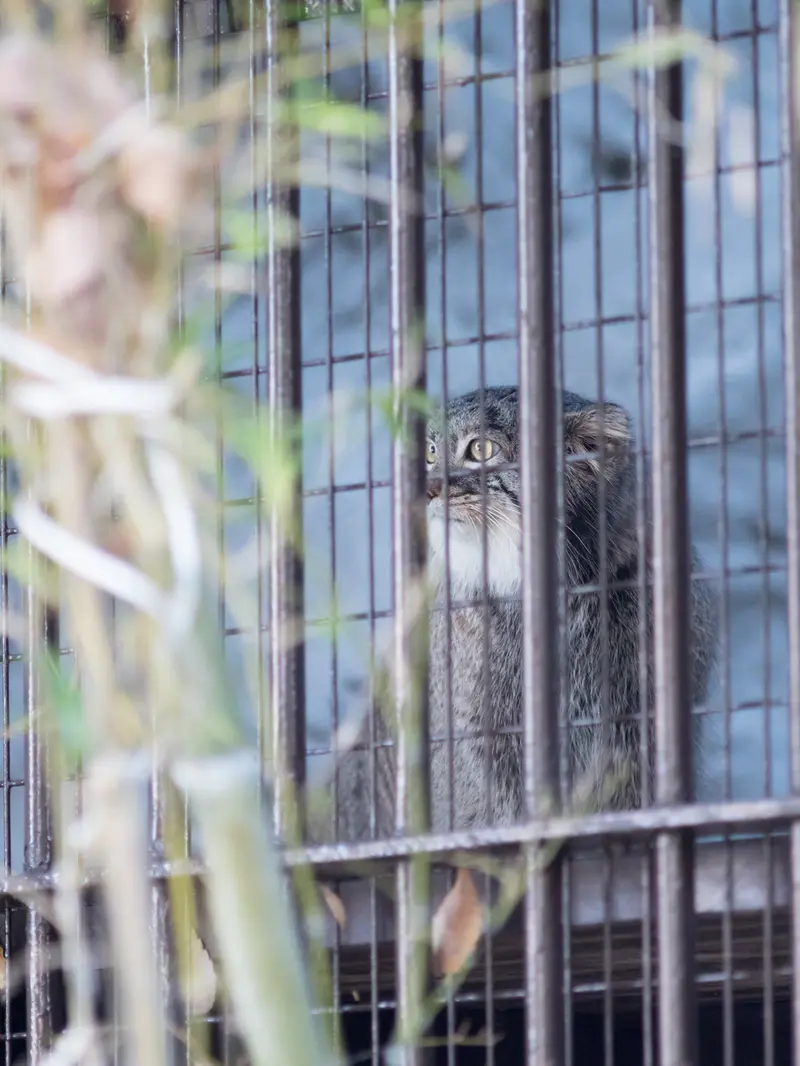 野毛山動物園のフィーガの写真