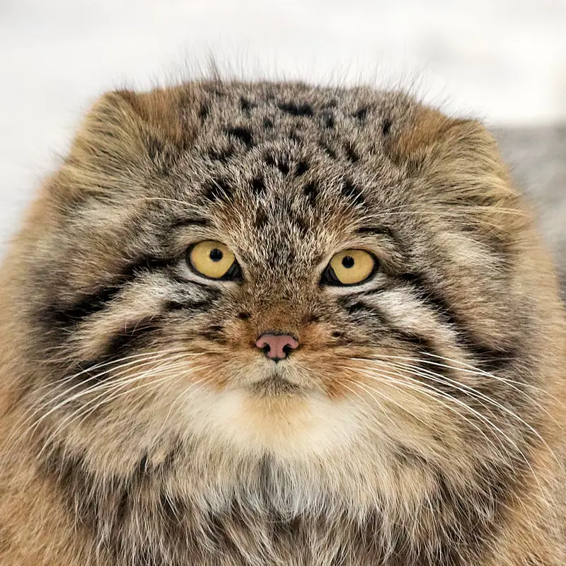 グリーンズ動物救護・リハビリテーションセンターのマヌルネコのアッケム