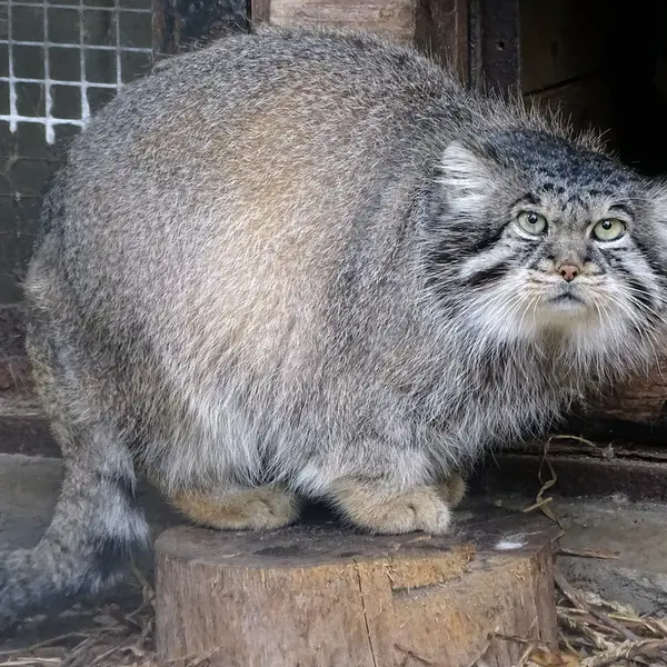 リガ動物園のビョルンの写真