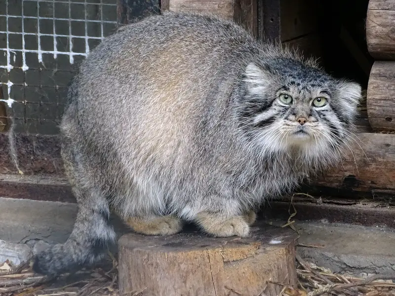 リガ動物園のビョルンの写真