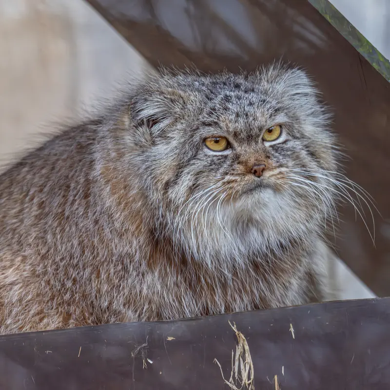 トレゴムール動物園のイウォークの写真