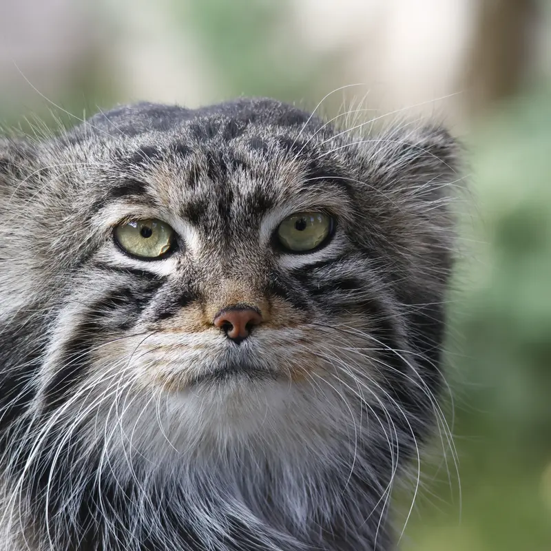 モスクワ動物園のティモフェイの写真