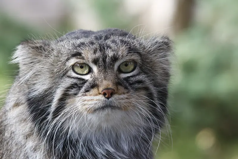 モスクワ動物園のティモフェイの写真