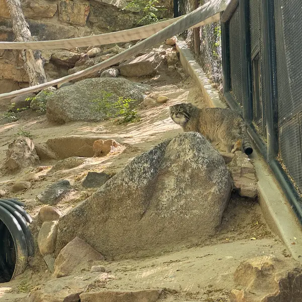 プエブロ動物園のタイ・チーの写真