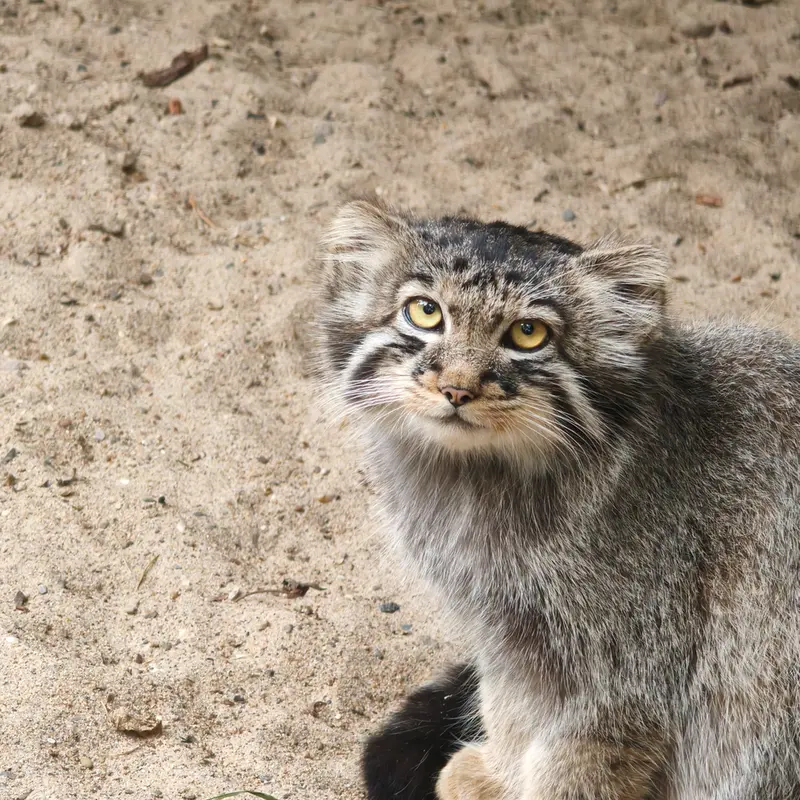 ノヴォシビルスク動物園のイヴの子（2026年生まれ）Ⅲの写真