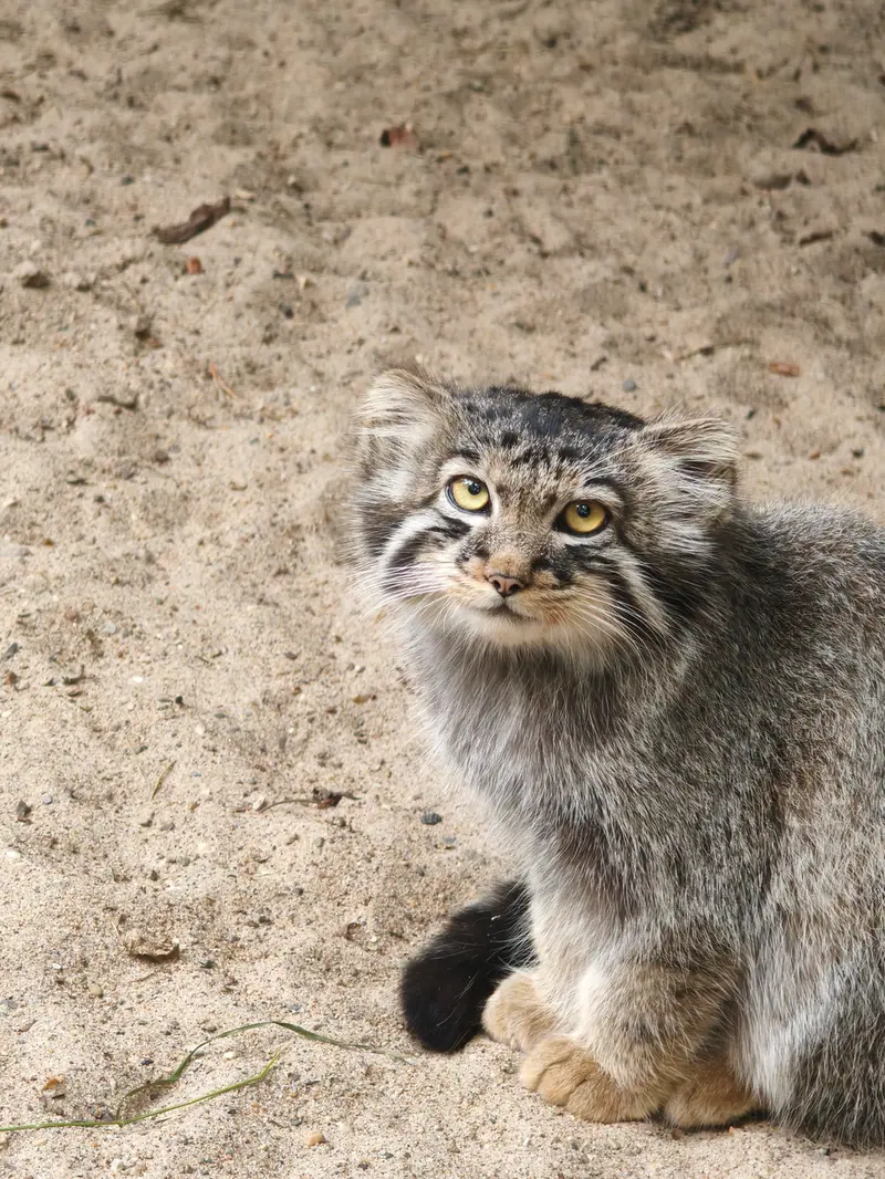 ノヴォシビルスク動物園のマヌルネコの写真