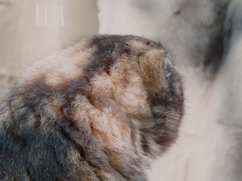 カルガリー動物園 / ワイルダー研究所のオラフの写真