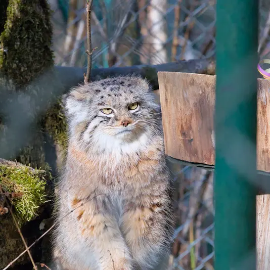 ヘラブルン動物園のプルシの写真