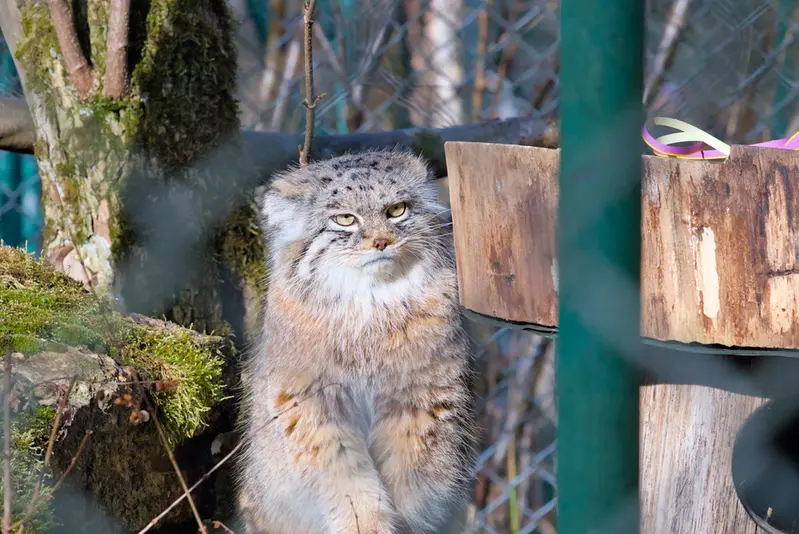ヘラブルン動物園のプルシの写真