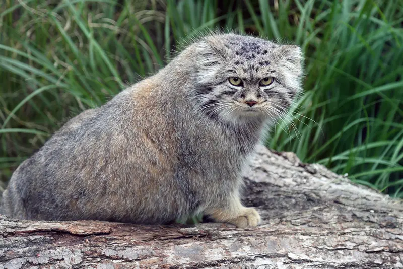 ヴロツワフ動物園のクビの写真