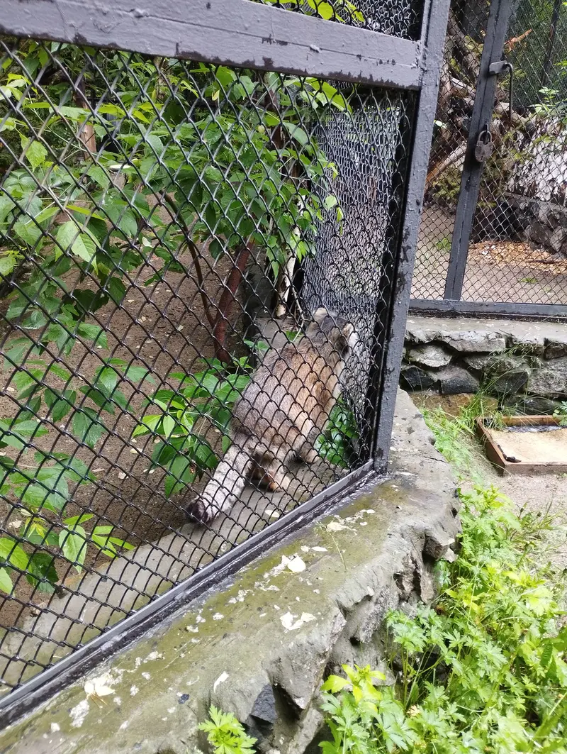 ノヴォシビルスク動物園のマヌルネコの写真