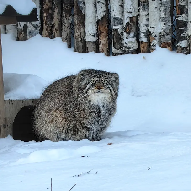 ノヴォシビルスク動物園のイヴの写真