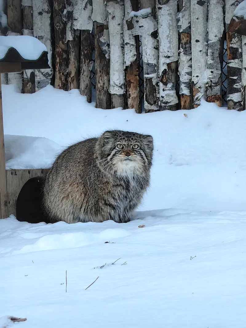 ノヴォシビルスク動物園のイヴの写真