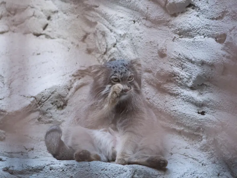 野毛山動物園のフィーガの写真