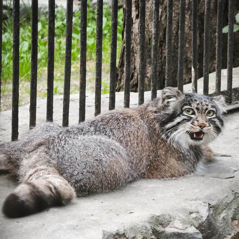 ノヴォシビルスク動物園のグレイの写真