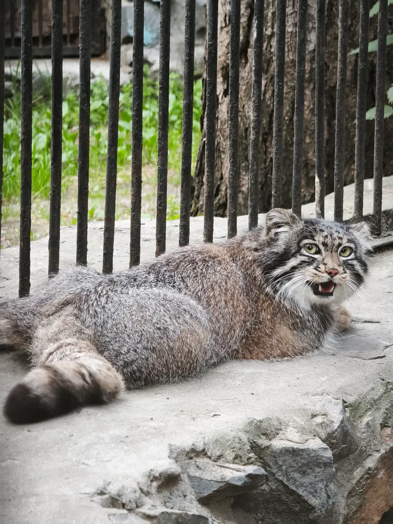 ノヴォシビルスク動物園のグレイの写真