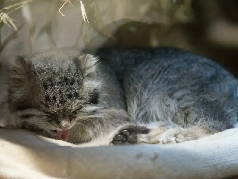 恩賜上野動物園のクリョンの写真