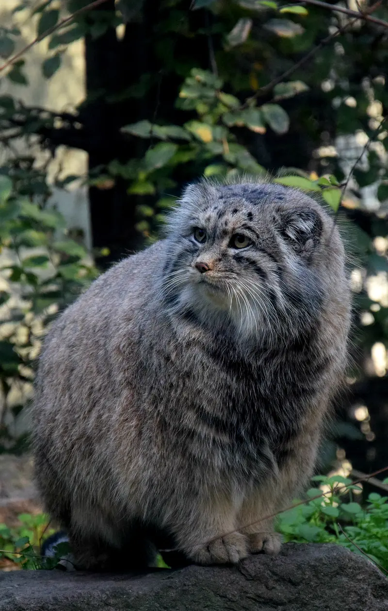 ブダペスト動物園・植物園のボフスの写真