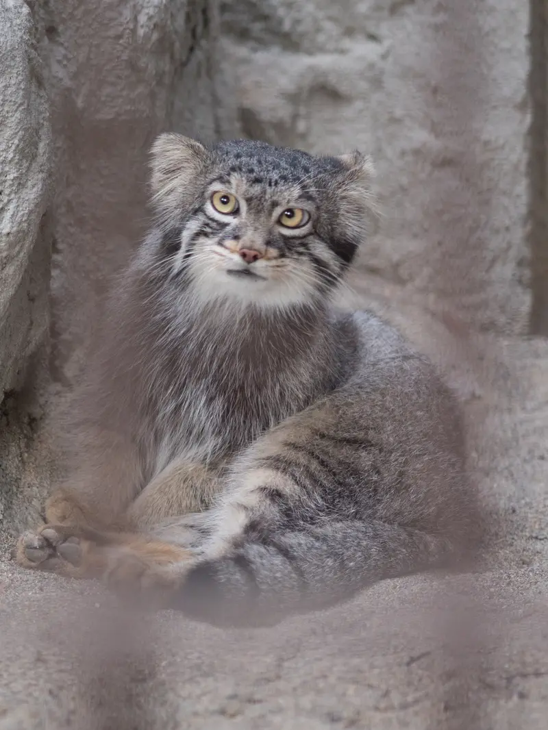 野毛山動物園のフィーガの写真