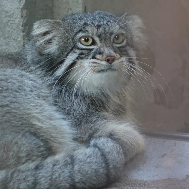 野毛山動物園のフィーガの写真