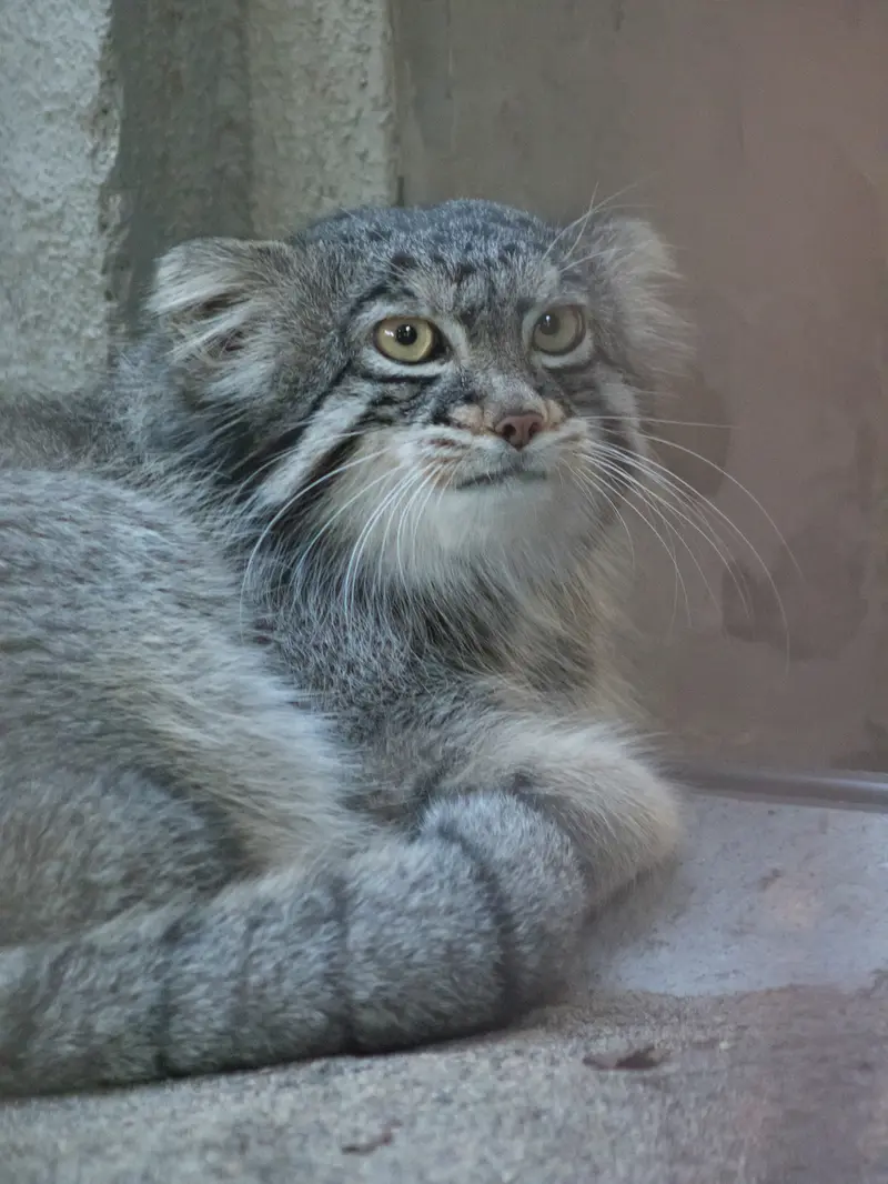 野毛山動物園のフィーガの写真