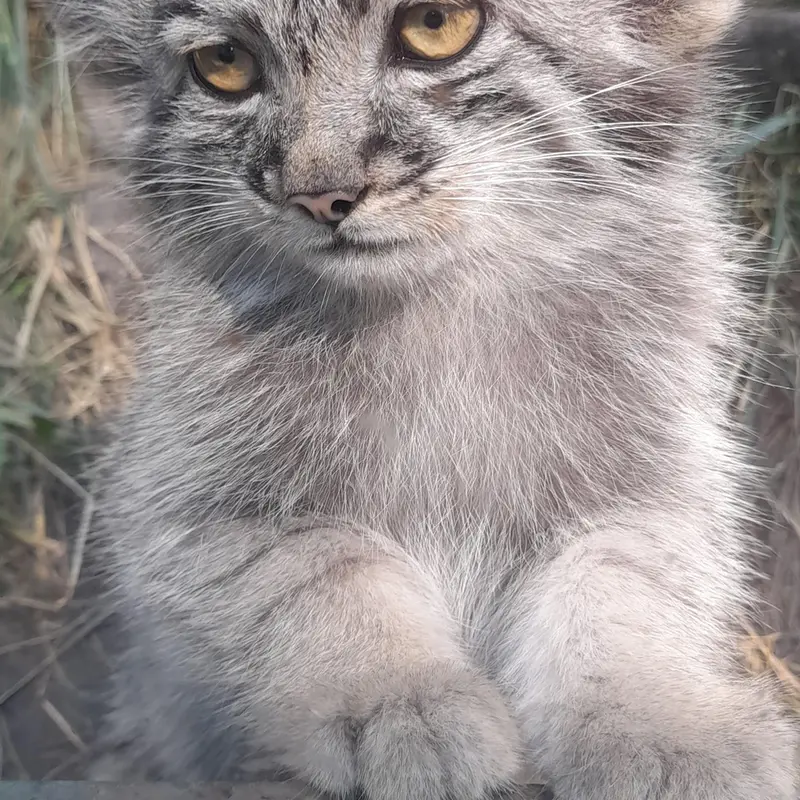 ブダペスト動物園＆植物園のアイセンの写真