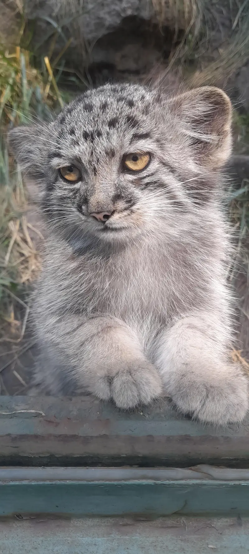ブダペスト動物園・植物園のアイセンの写真
