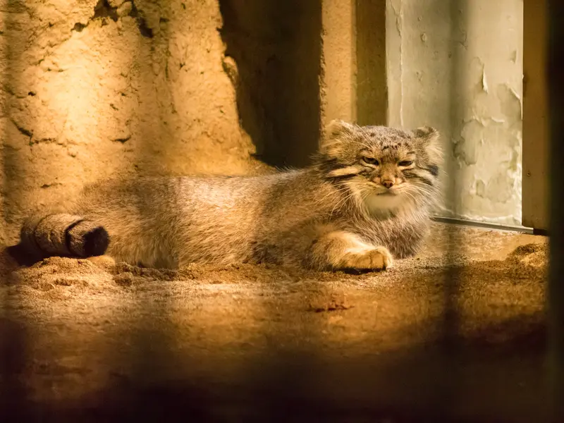 野毛山動物園のフィーガの写真