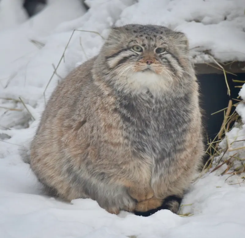 ノヴォシビルスク動物園のゼレノゴルスクの写真