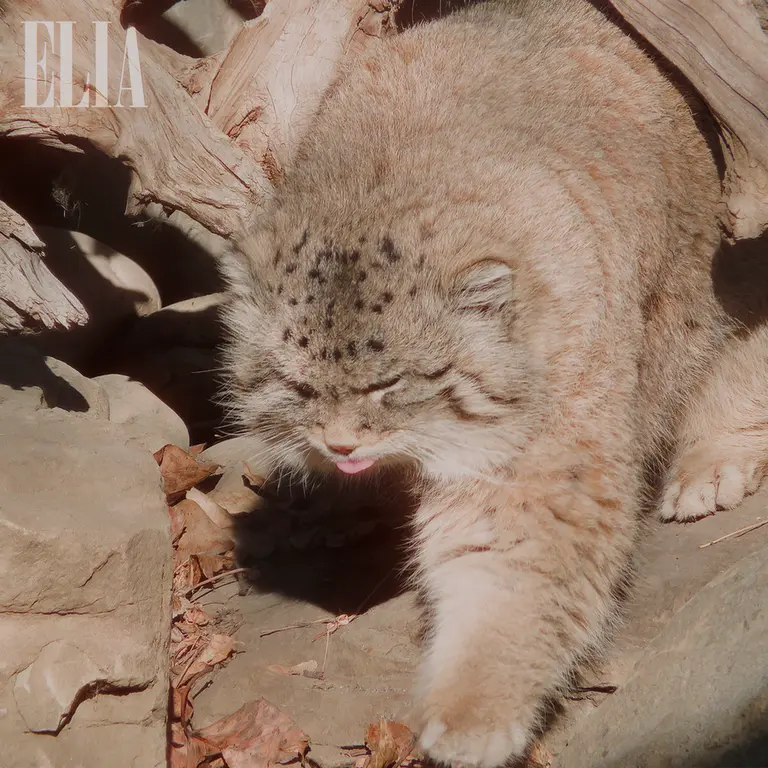 カルガリー動物園 / ワイルダー研究所のオラフの写真