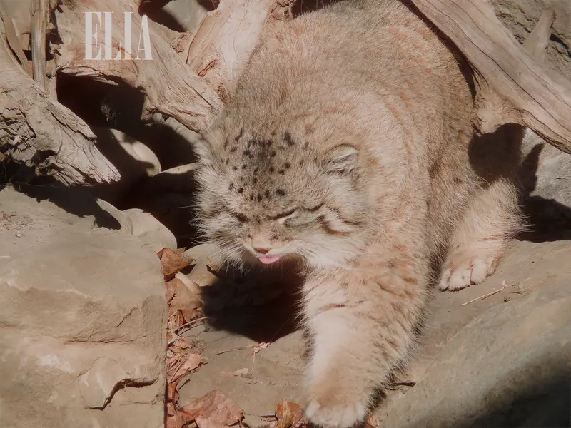 カルガリー動物園 / ワイルダー研究所のオラフの写真