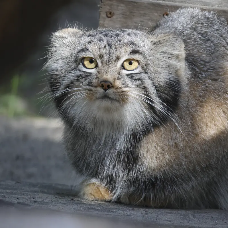 ノヴォシビルスク動物園のメンスの写真