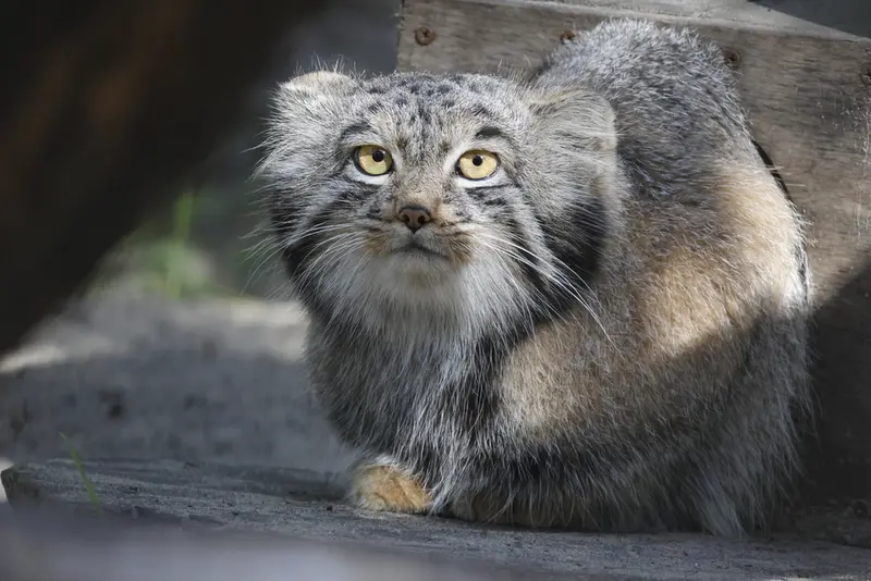 ノヴォシビルスク動物園のメンスの写真