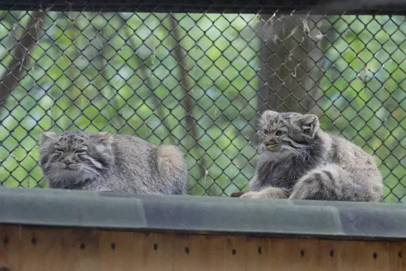 ノヴォシビルスク動物園のマヌルネコの写真
