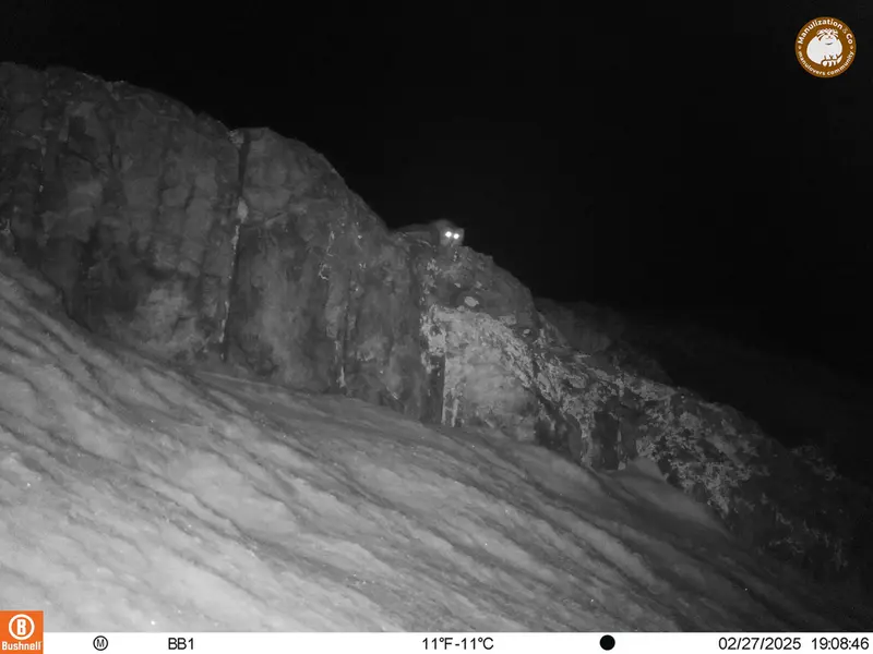 アクタス＝クンコラ［新］カメラトラップで撮影したOtocolobus manul manulの写真
