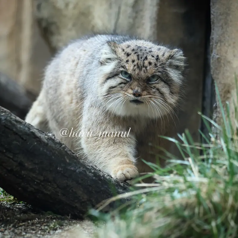 那須どうぶつ王国のボルの写真