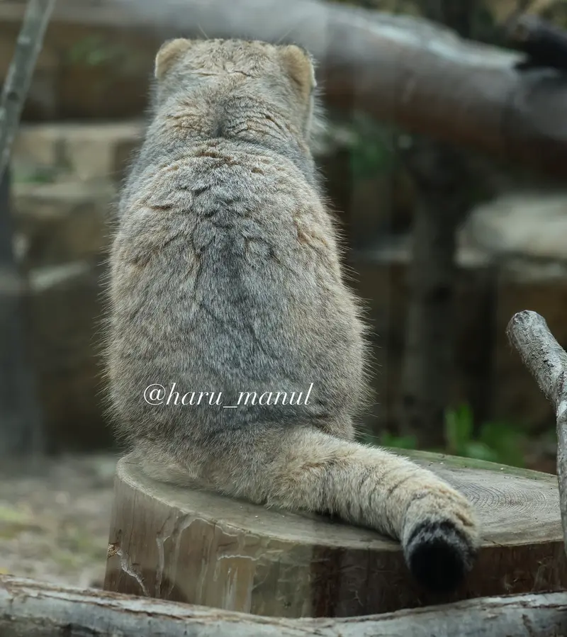 那須どうぶつ王国のボルの写真