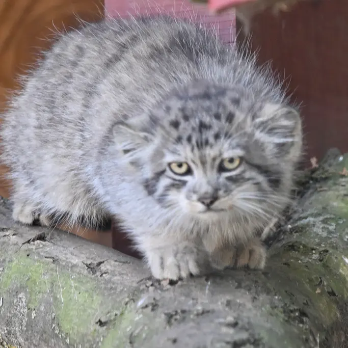 バナム動物園のマヌルネコの写真