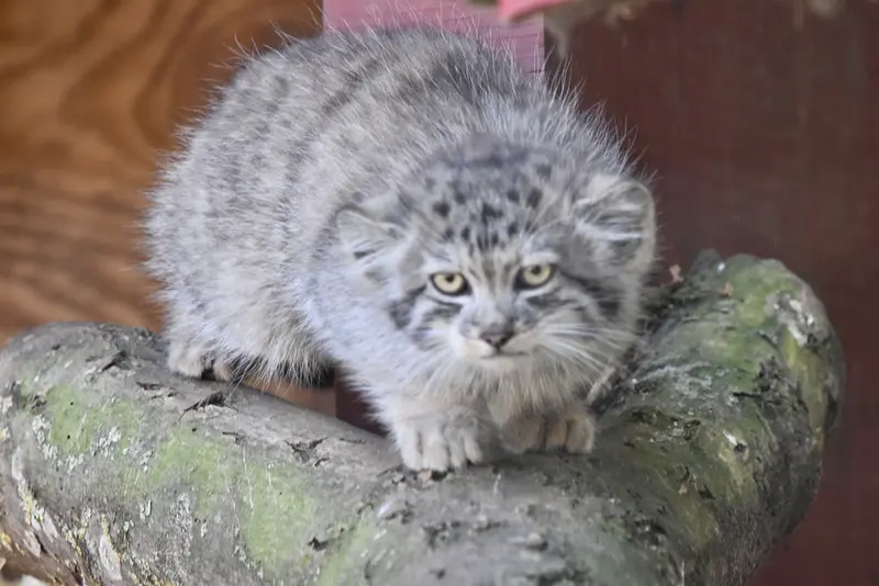 バナム動物園のマヌルネコの写真