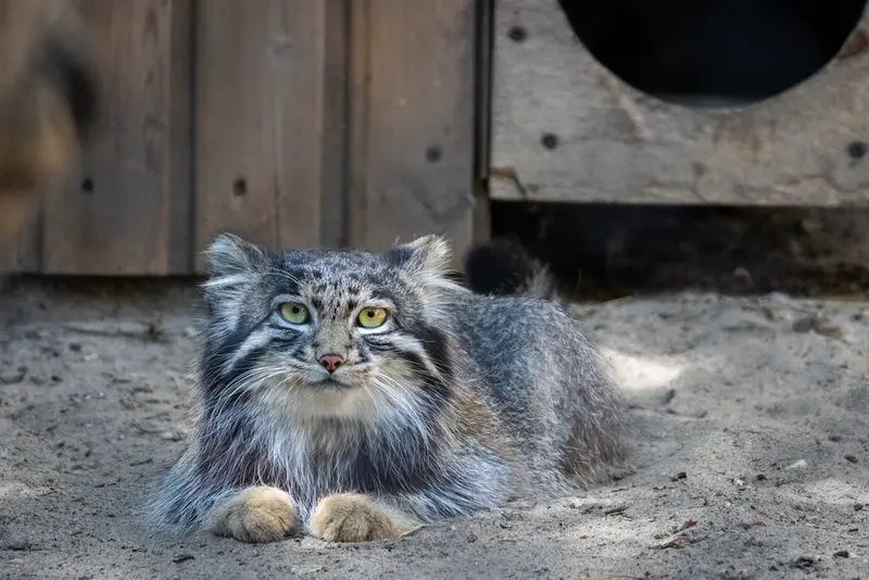 ノヴォシビルスク動物園のグレイの写真