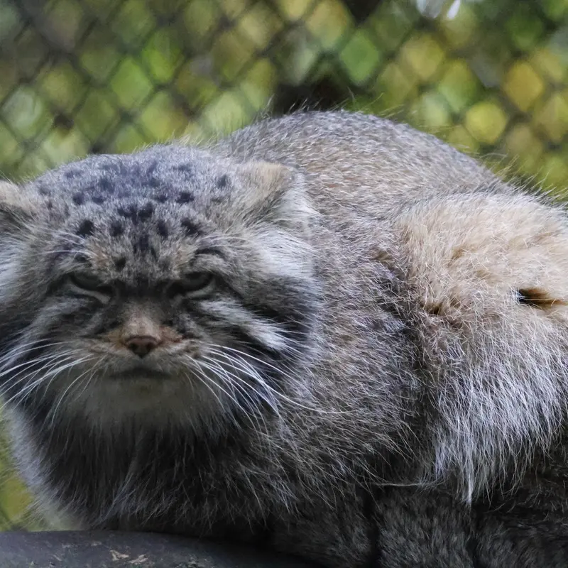 ノヴォシビルスク動物園のジョージの写真