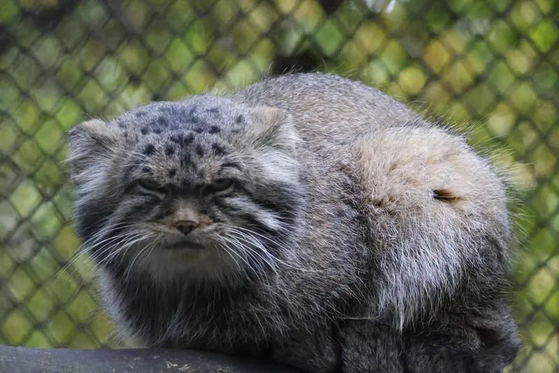 ノヴォシビルスク動物園のジョージの写真