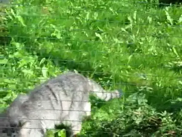 ゲルリッツ動物園のブルースの動画